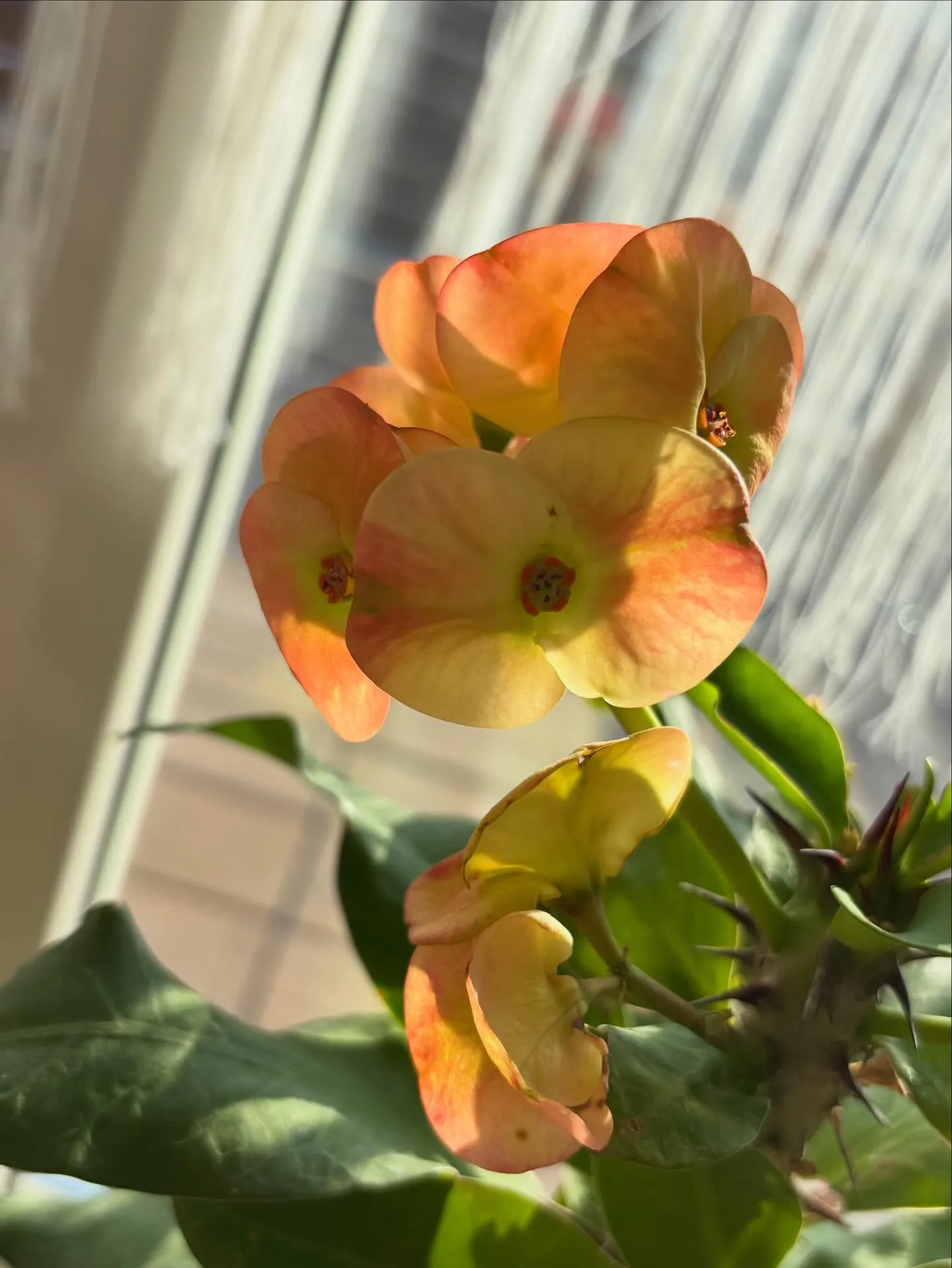 店名の「花きりん」。