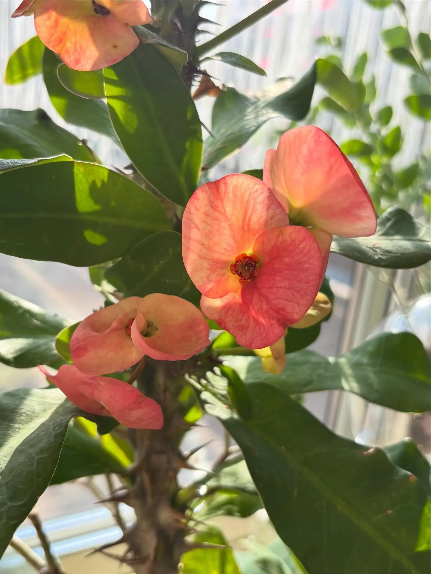 店名の「花きりん」。